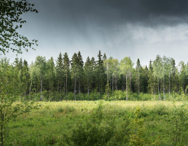 Mieszkańcy Warszawy zaniepokojeni. Policjanci przeszukują Las Kabacki