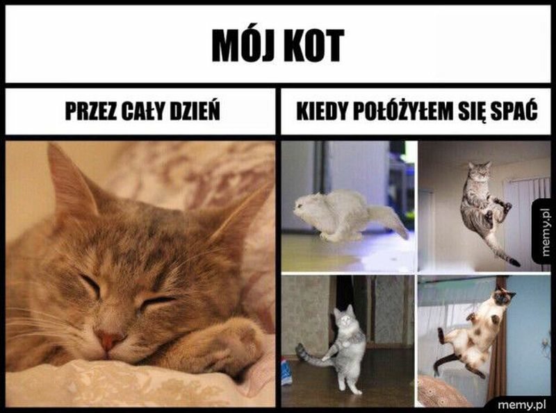 Memy Na Dzień Kota Galeria Zdjęć Wprostpl